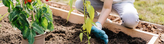 Moestuin